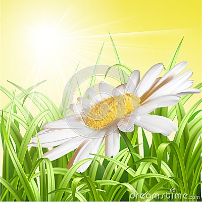 Green grass with daisy - summer background. Vector Illustration