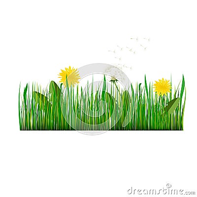 Green Grass with dandelion Vector Illustration Vector Illustration