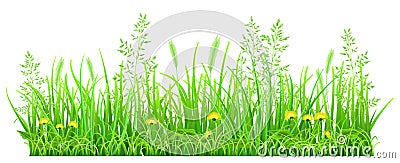 Green grass with dandelions Vector Illustration