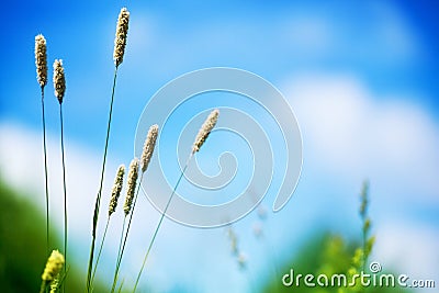 Green grass field blue sky and white clouds blurred background closeup, long stem spikes on wild meadow soft focus macro Stock Photo