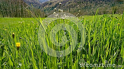 Green grass field closeup summer Stock Photo