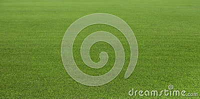 Green grass field, green lawn. Green grass for golf course, soccer, football, sport. Green turf grass texture and background for d Stock Photo