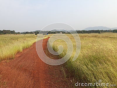 green grass filed India, green grass landscape. Stock Photo