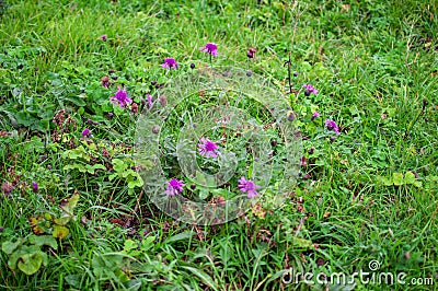 Green grass and flowers of exotic colors and fantastic texture Stock Photo