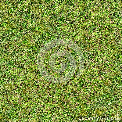 Green Grass. Seamless Tileable Texture. Stock Photo