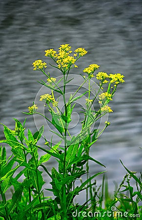 green grass flowers lake water Stock Photo
