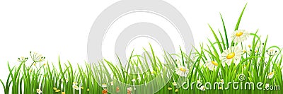 Green grass and flowers Vector Illustration