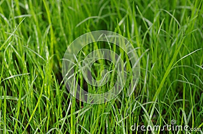 Green grass in garden Stock Photo