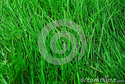 A green grass Stock Photo