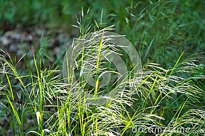 green grass Stock Photo