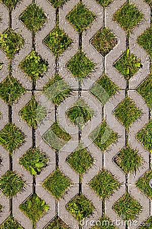 Green grass growing through square cells of eco permeable pavement. Stock Photo