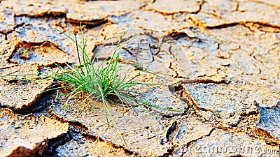 Dry cracked land green shoot,pollution land adversity heal the world new hope life protect environment Stock Photo