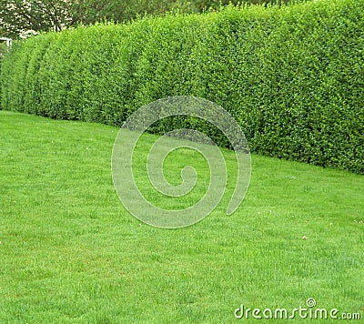 Green grass with hedges Stock Photo