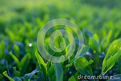 Green grass. Grass I have a bright saturated color. Stock Photo