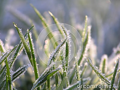 Green grass with ice crystals Stock Photo
