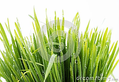 Green grass Stock Photo