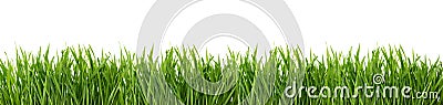 Green grass isolated on white background. Stock Photo