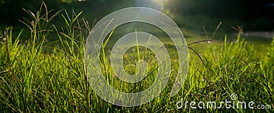 Green grass lawn colorful in the garden background Stock Photo