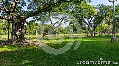 Green grass lawn garden by lake greenery Ficus trees bridge on background Stock Photo