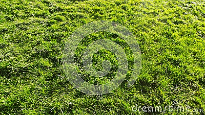 Green grass lawn texture fresh morning sunlight Stock Photo