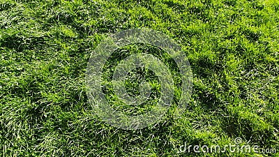 Green grass lawn texture fresh morning sunlight Stock Photo