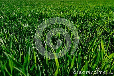 Green grass lawn young wheat big field, close-up Stock Photo