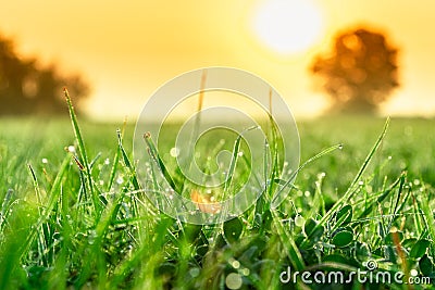 Green grass leafs with morning dew drops at sunrise. Stock Photo