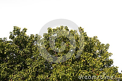 Green grass lush bush on grass in garden Stock Photo