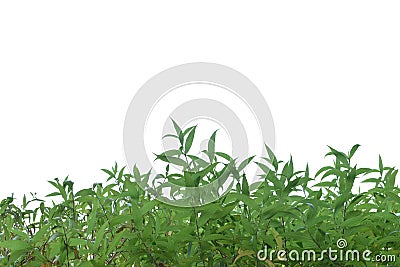 Green grass lush bush isolated on white background Stock Photo