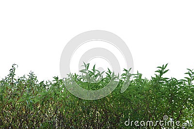 Green grass lush bush isolated on white background Stock Photo