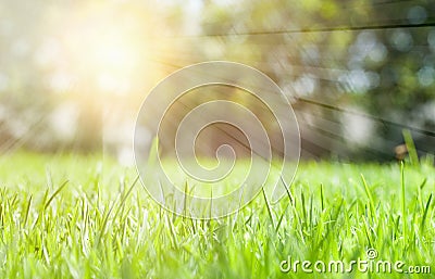 Green grass meadow background in sunny day Stock Photo