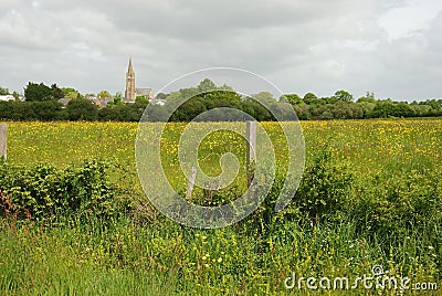 Green grass meadow woody hedgerow Stock Photo