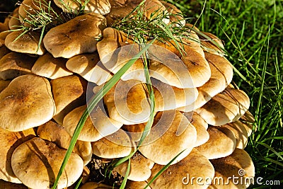 Green grass and mushrooms. Natural mushroom growing. Ecotourism activity. Gathering mushrooms. Pick up mushroom Stock Photo
