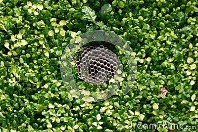 Green grass natural background honeycomb. Top view Stock Photo