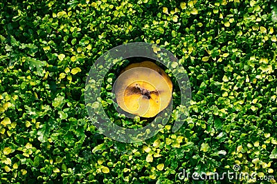 Green grass natural background with quince. Top view Stock Photo