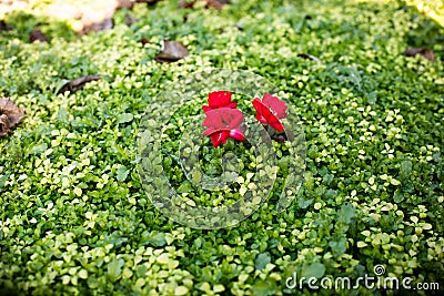 Green grass natural background with red flower. Top view Stock Photo
