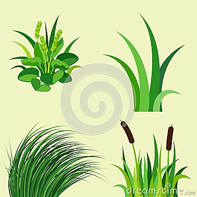 Green grass nature design elements vector illustration isolated grow agriculture nature background Vector Illustration