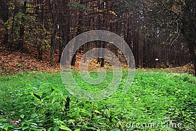 Green grass in contrast with autumn forest Stock Photo