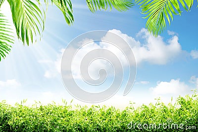 Green grass and palm branches with sunlight Stock Photo