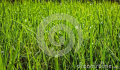 Green grass in the park close up. Dew drops close up on fresh green spring grass. Morning sunny day. Abstract nature background. Stock Photo