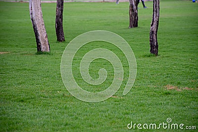 Green grass in a park with symmetrical trees in the background Stock Photo