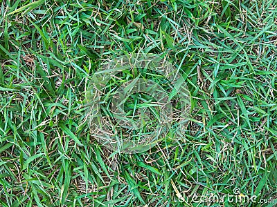 Green grass pattern Stock Photo