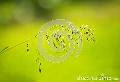 Green grass, pollen allergy, allergen concept Stock Photo