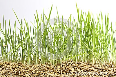 Green grass and seed Stock Photo