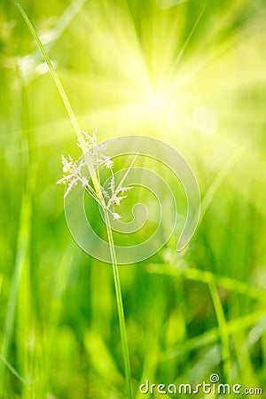 Green grass - shallow depth of field Stock Photo