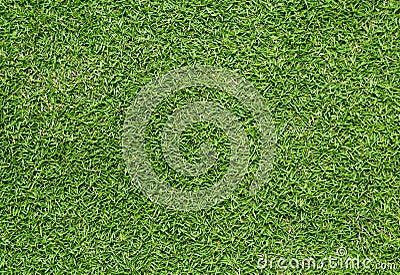 Green grass Stock Photo