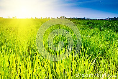 Green grass and sky Stock Photo