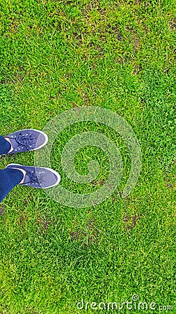 Green grass on a soccer field. Stock Photo