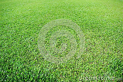 Green grass soccer pitch Stock Photo