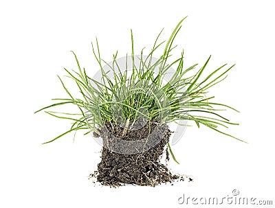 Green grass, soil and grass isolated on white background Stock Photo